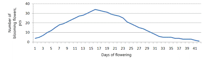 Dynamics of flowering of Ocimum basilicum (2021)