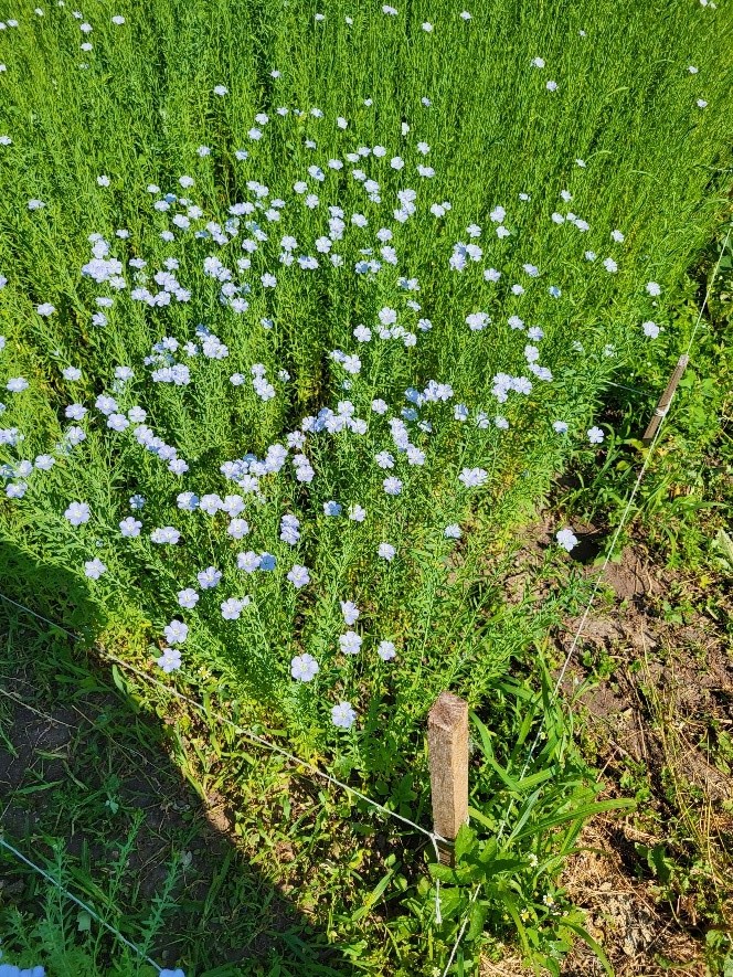 Общий вид цветущих посевов льна