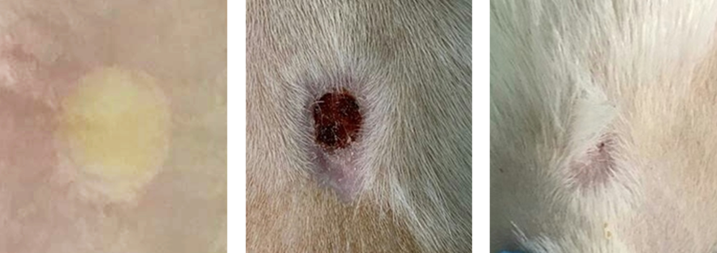 Photos of the healing process of skin burn wound in the control and irradiated rats for the 1st day, the 19th day, and 30th day of the experiment