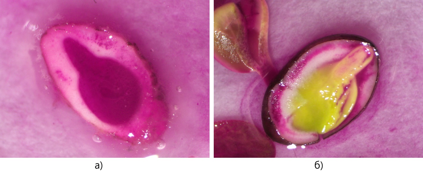 Оценка жизнеспособности зародышей семян флокса тетразольным методом