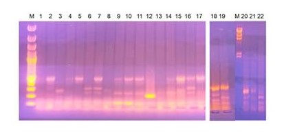 Результаты генотипирования 22 изолятов E.coli методом ПЦР с парой праймеров ERIC: 1-17 – смыв из клоаки индеек (выделение изолятов 07.04.23); 18-20 – смыв из клоаки индеек (выделение изолятов 21.04.23); 21 – изолят из почки павшей индейки (выделение изолята 07.04.23); 22 – изолят из селезенки павшей индейки (выделение изолята 07.04.23)