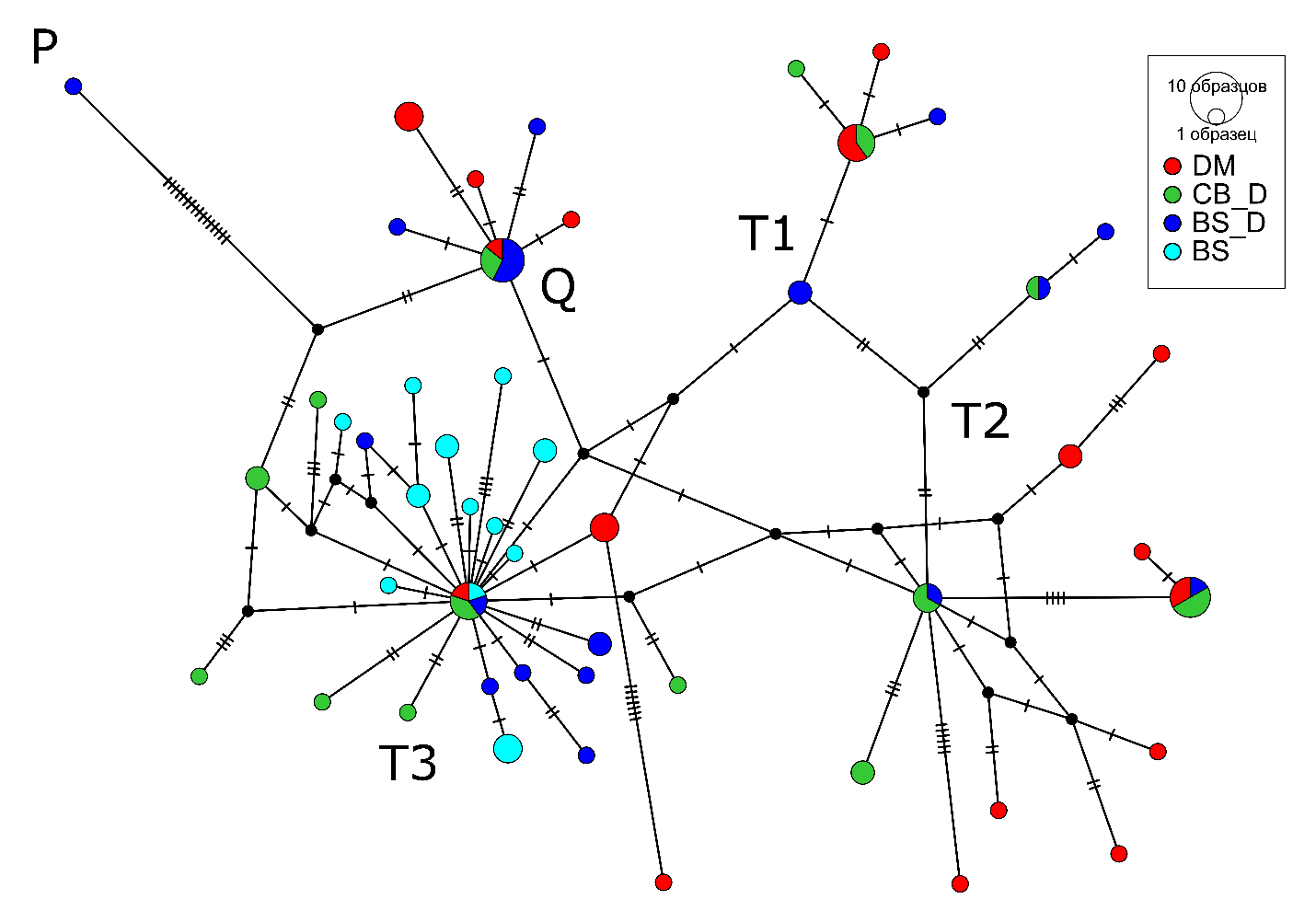 Медианная сеть гаплотипов мтДНК исследуемых пород крупного рогатого скота