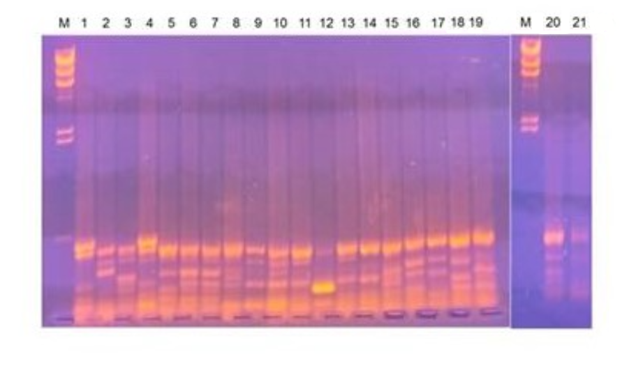 Результат генотипирования 21 изолятов E. coli с универсальным праймером М13: 1-19 – смывы из клоак здоровых индеек; дорожка 20 – изолят из почки павшей индейки; дорожка 21 – изолят из селезёнки заболевшей индейки