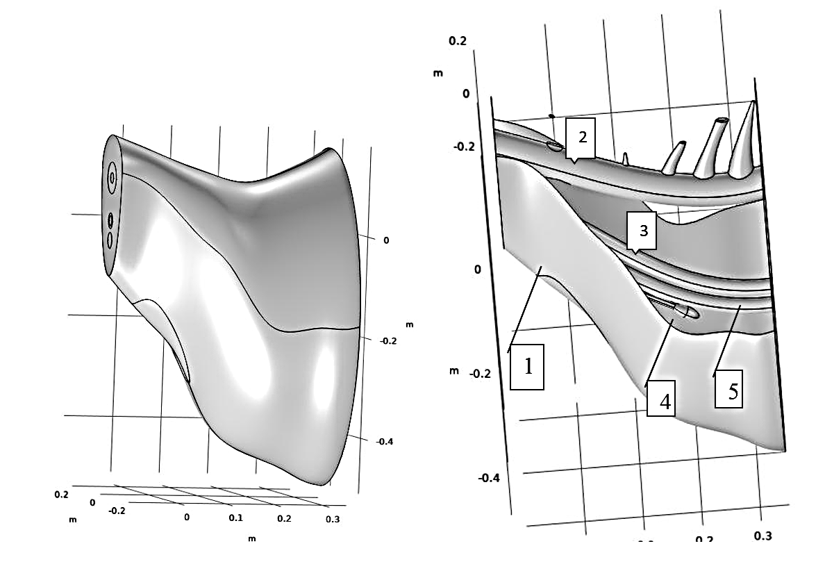 Геометрическая модели шейного отдела ягненка в ПО Comsol: 1 - наружная часть шеи; 2 - позвоночник; 3 - пищевод; 4 - тимус; 5 - трахея