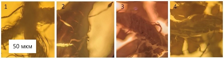 Микрофотографии марли (1), MI (2), MII (3), MIII (4)