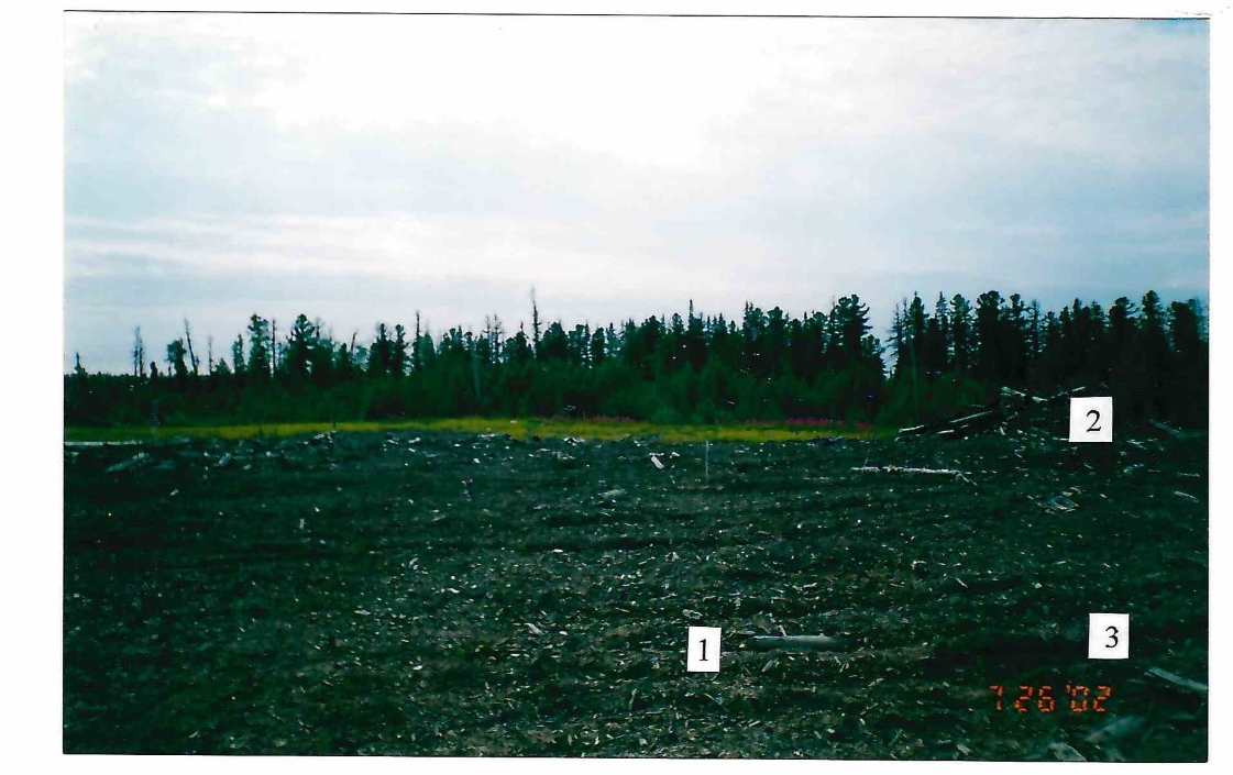 Внешний вид ПП-2 спустя 2 года после дискования и 1 год после создания лесных культур: 1 - древесная щепа; 2 - полусгнившие бревна; 3 - микроповышения, возникшие в результате дискования
