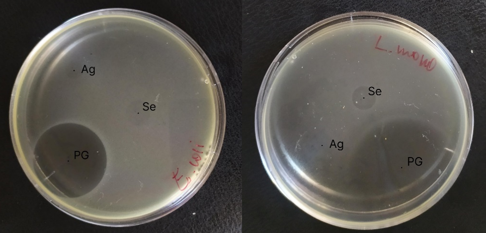 Result of an E. coli and L. Monocytogenes activity test