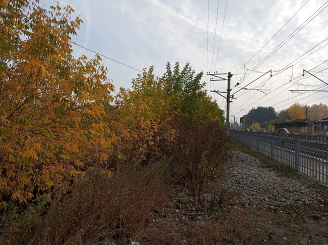 самосев клена ясенелистного вдоль железной дороги