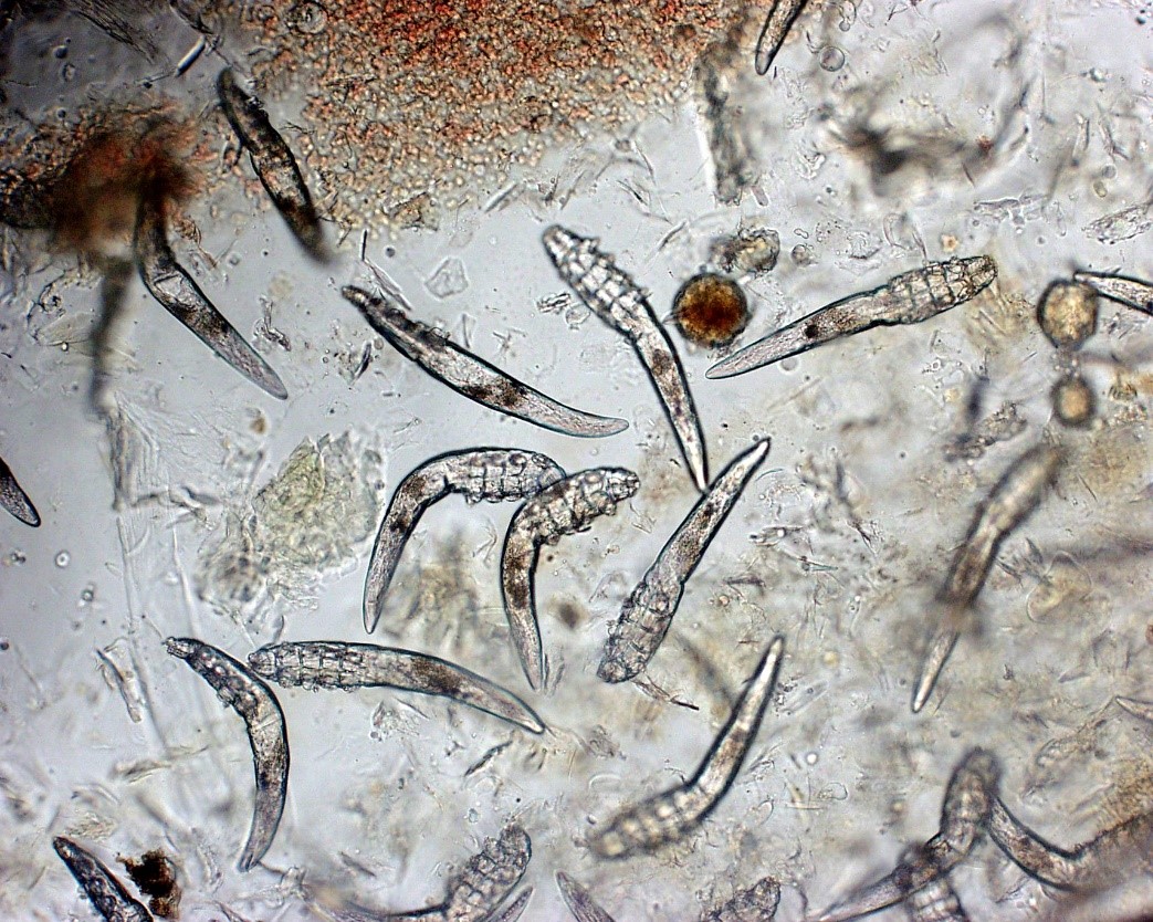 D. canis с участка поражения под микроскопом