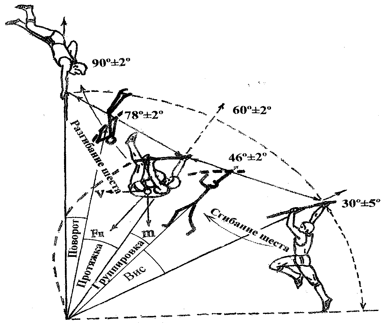 Схема опорно-полётной фазы прыжка с фиберглассовым шестом