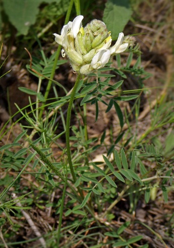 Astragalus zingeri Korsh