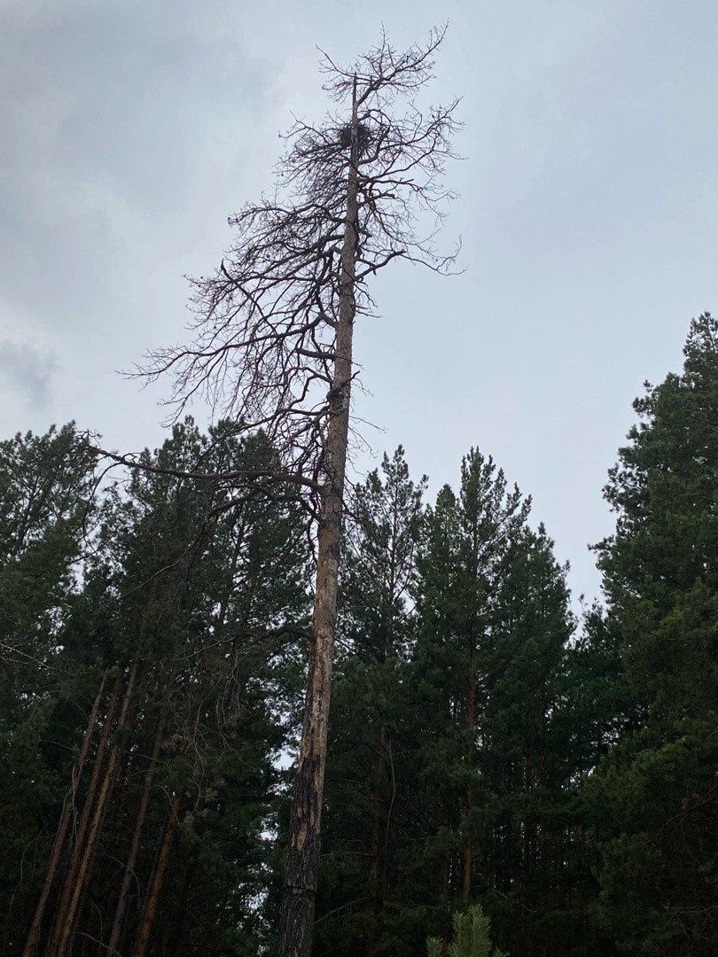 Фотография дерева-сухостоя, последствие воздействия корневой губки
