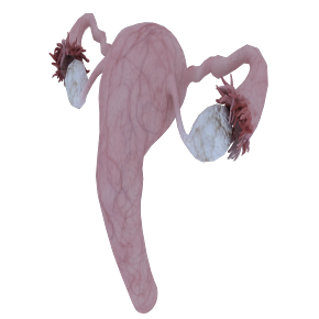 Пример трехмерного изображения части репродуктивной системы женщины