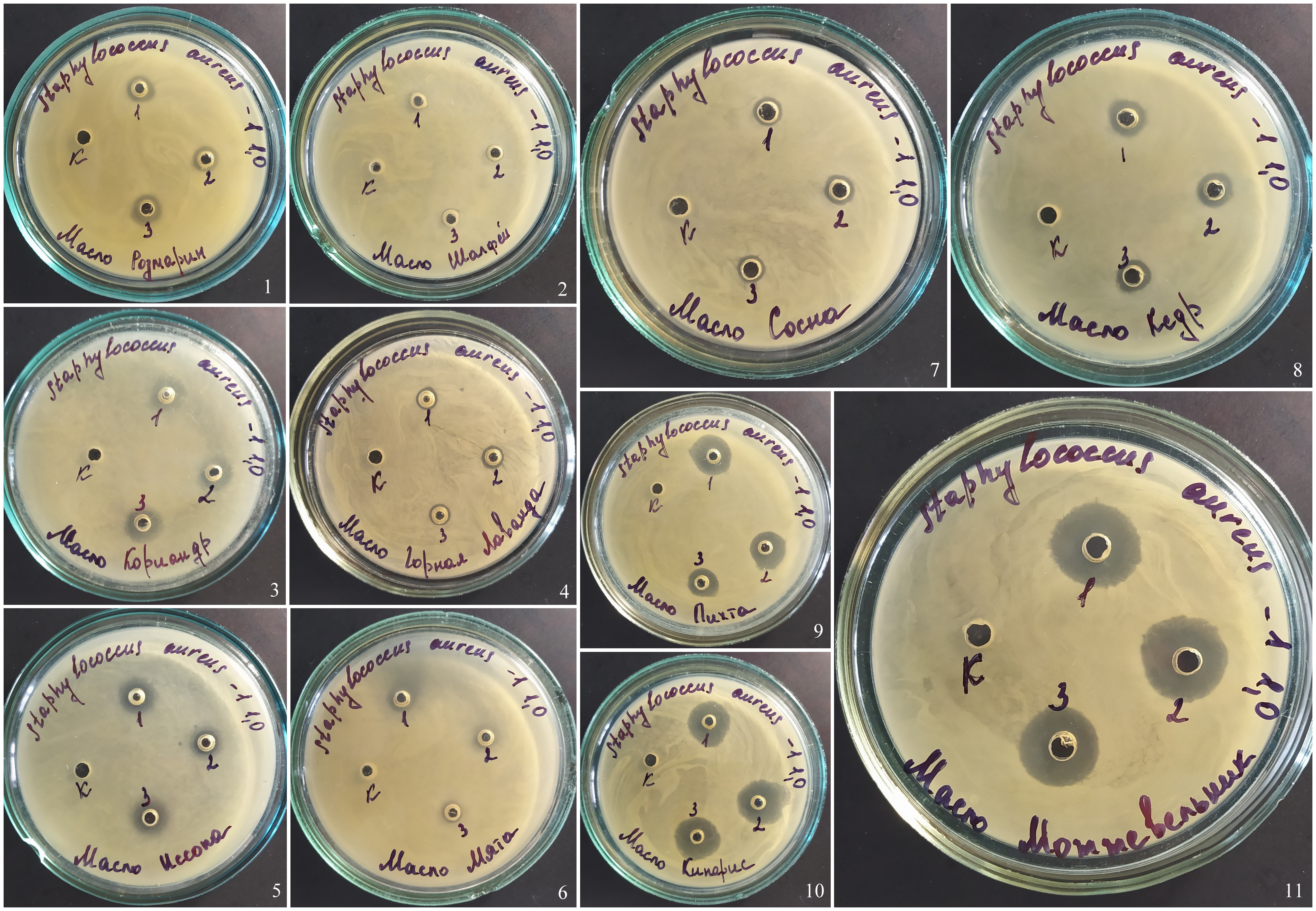 Зона задержки роста Staphylococcus aureus вокруг лунок с эфирными маслами