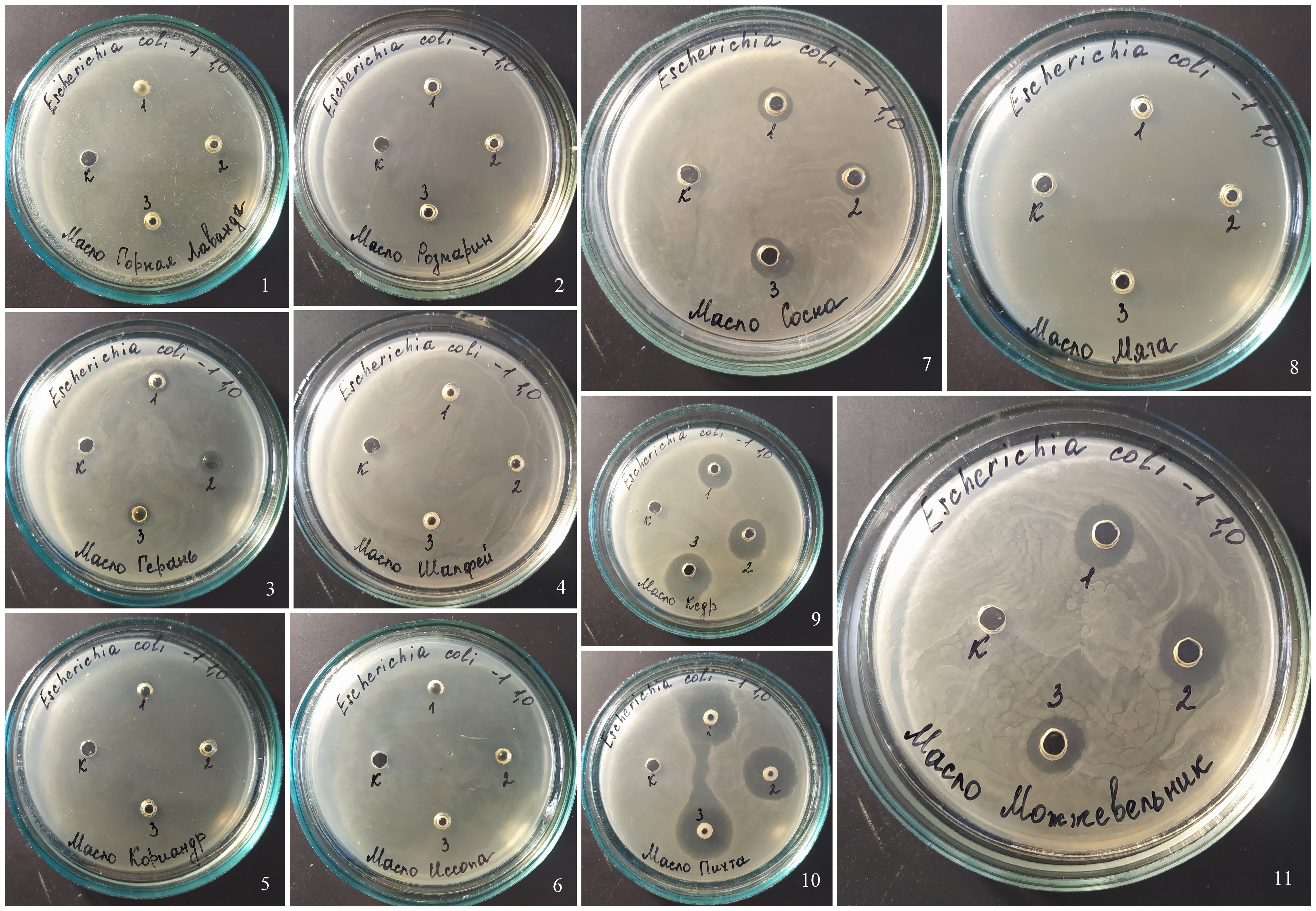 Зона задержки роста Escherichia coli вокруг лунок с эфирными маслами