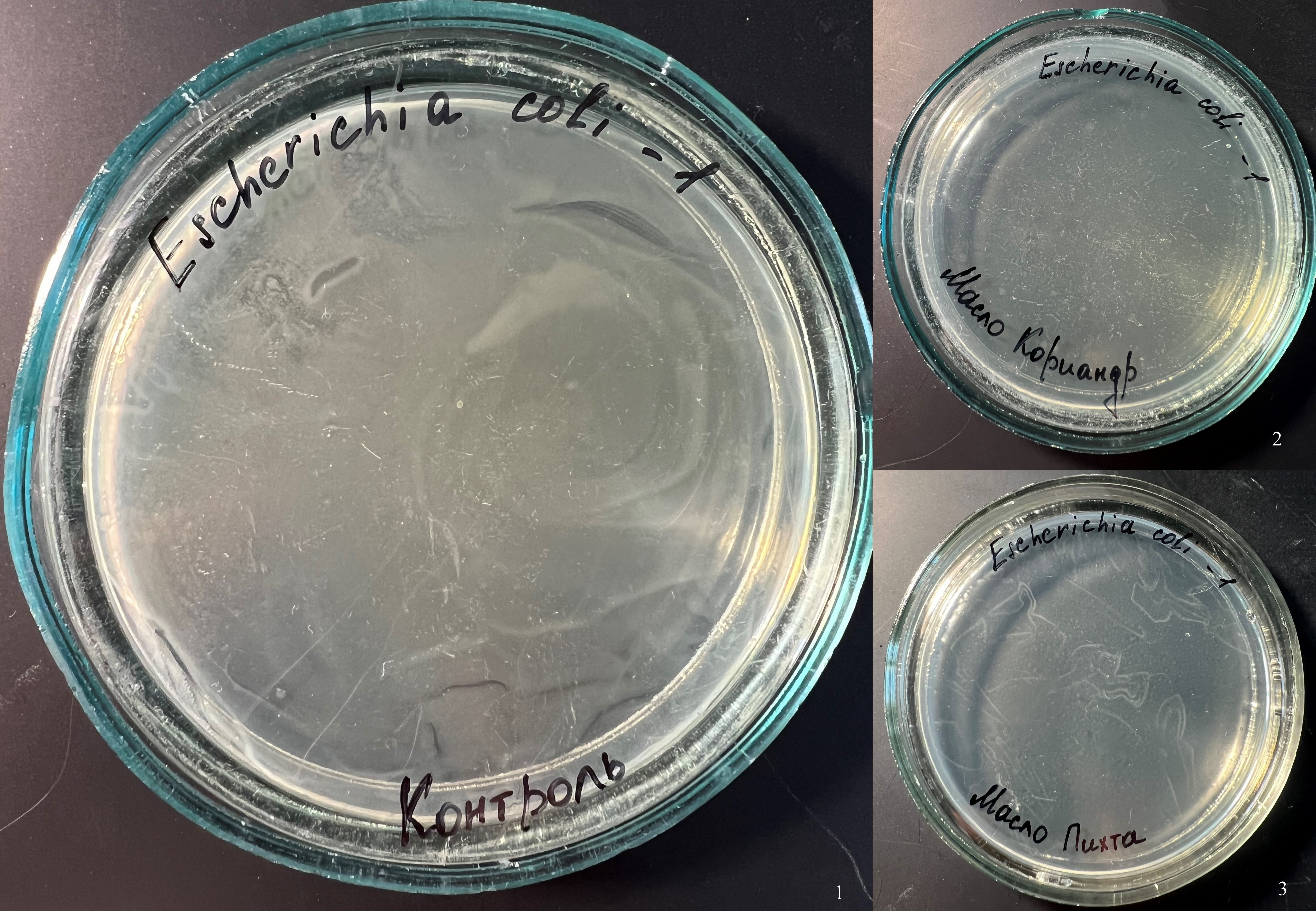 Действие паров эфирных масел на рост Escherichia coli (разведение 10-1)