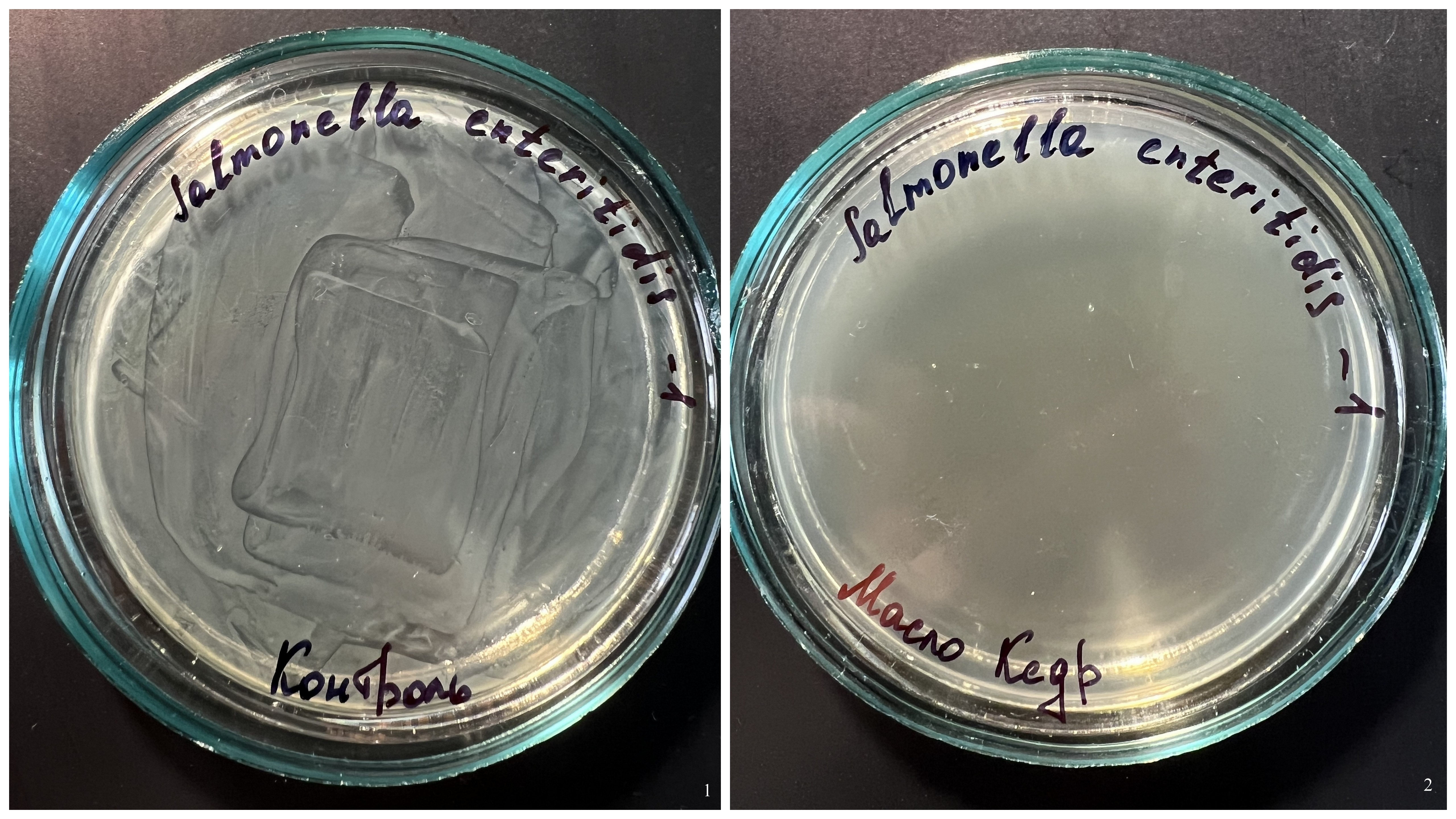 Действие паров эфирного масла кедра на рост Salmonella enteritidis (разведение 10-1)