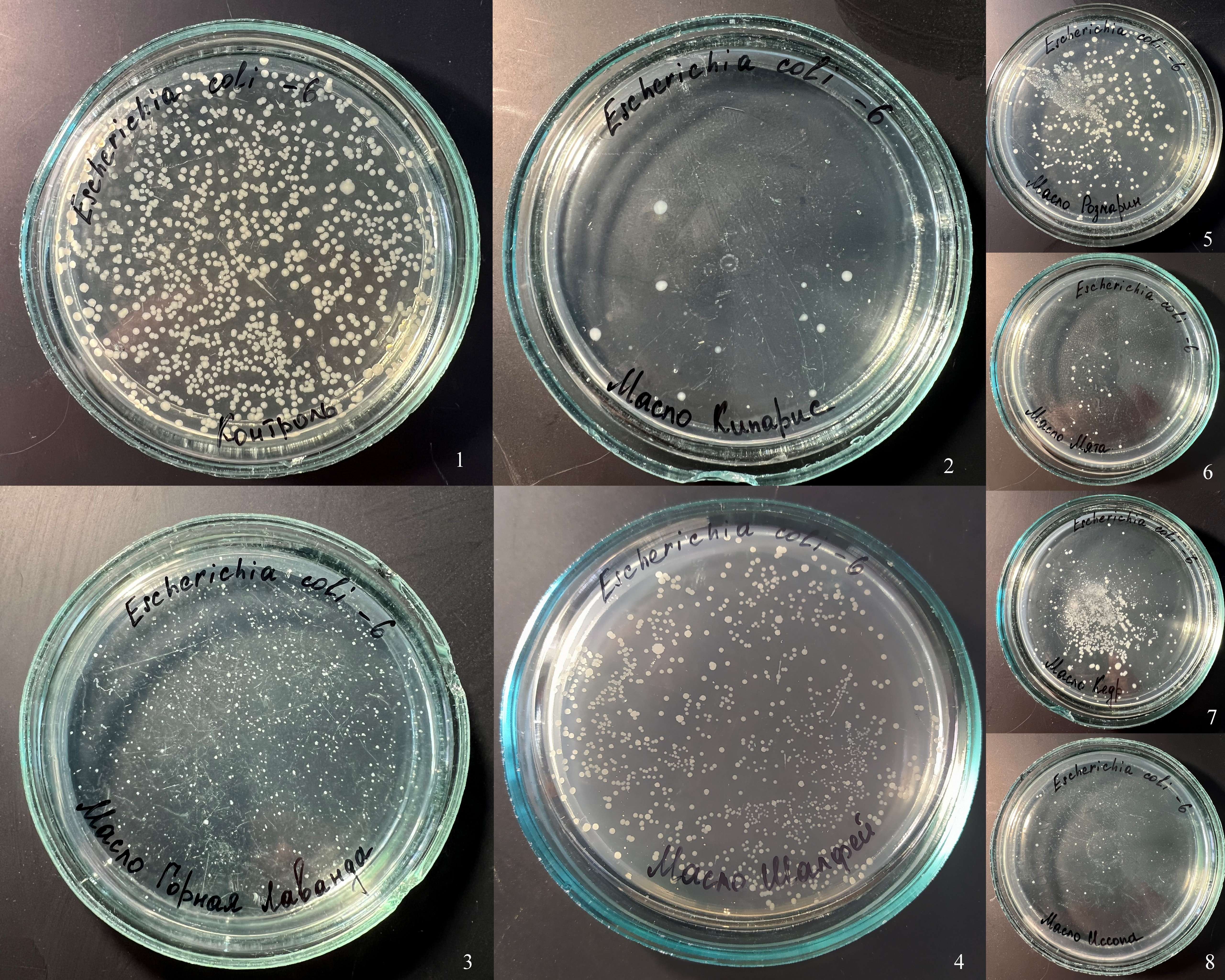 Действие паров эфирных масел на рост Escherichia coli (разведение 10-6)