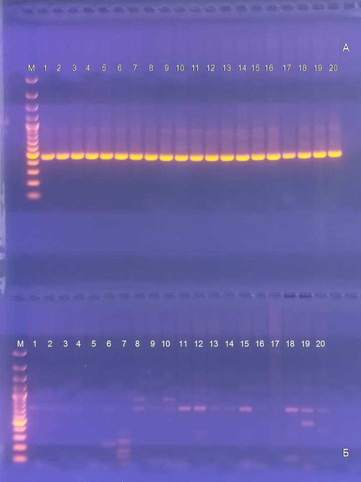 Наличие генов вирулентности у изолятов E.coli:дорожки 1-10 - смыв из клоаки индеек создаваемого среднего кросса, отцовская линия; дорожки 11-20 - смыв из клоаки индеек создаваемого среднего кросса, материнская линия; а – праймер для выявления гена вирулентности HlyF (птичий гемолизин); б - праймер для выявления гена вирулентности Yqi (птичий фимбриальный адгезин)
