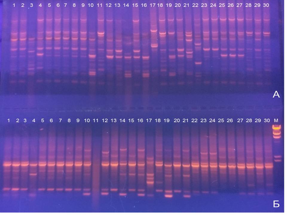 Генетические профили 30 изолятов E.coli: сверху (а) - праймер 1254; снизу (б) - праймер OPL-12;  дорожки 1-10 отцовская линия; дорожки 11-20 материнская линия; дорожки 21-30 патологический материал из индеек