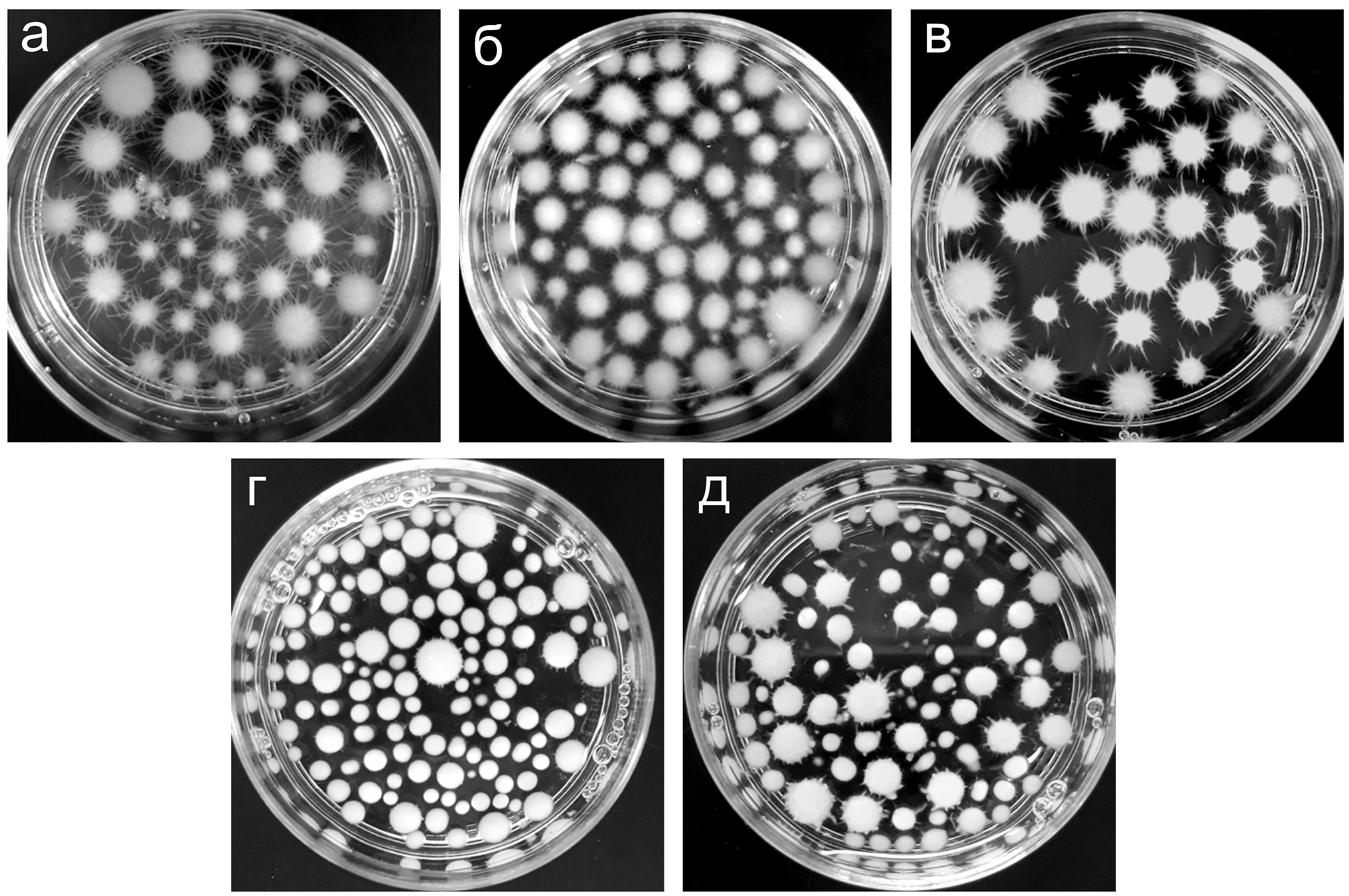 Морфология глобул мицелия базидиомицета N. nambi при погруженном культивировании в разных питательных средах: а – PD; б – PS; в – ME; г – S; д – YM