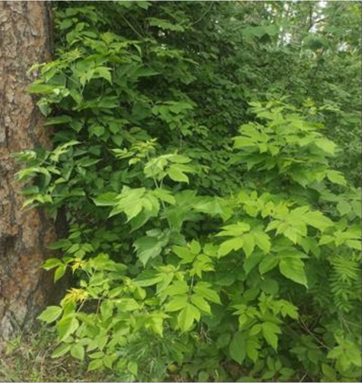 Распространение клена ясенелистного в Центральном лесном парке