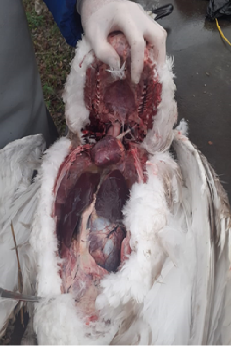 Патологоанатомическое вскрытие лебедя-шипуна