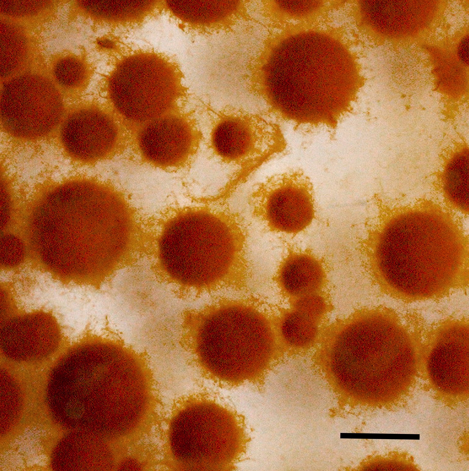 Внешний вид пеллет мицелия I. obliquus на 15-е сутки культивирования гриба в погруженных условиях