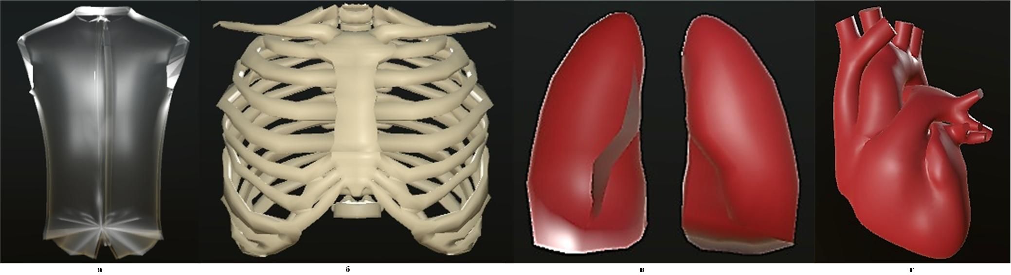 3D-модели двух слоев торса, костей грудной клетки, легких и сердца