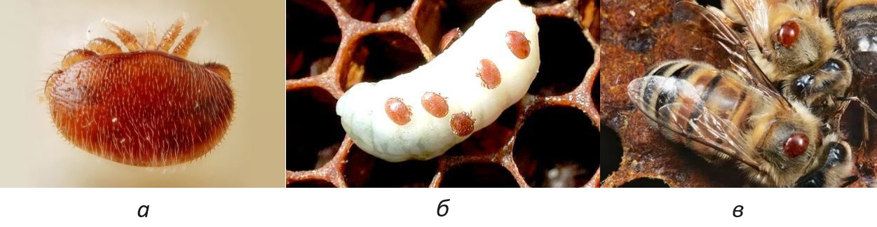 Клещ варроа якобсони: а - внешний вид клеща; б - размещение на куколке; в - размещение на пчелах