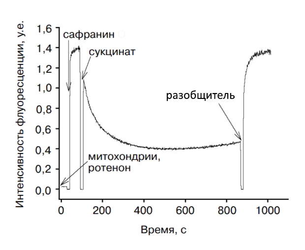Запись флуоресценции 10 мкМ сафранина в суспензии митохондрий (0,4 мг/мл), зарегистрированная на обычном флуориметре 