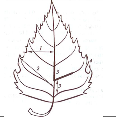 Схема морфологических признаков для оценки стабильности развития березы повислой  