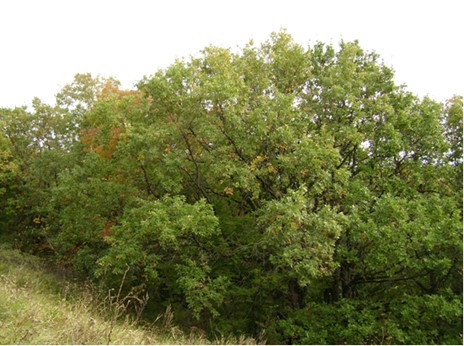 Дуб скальный (Quercus petraea) на верхней границе леса