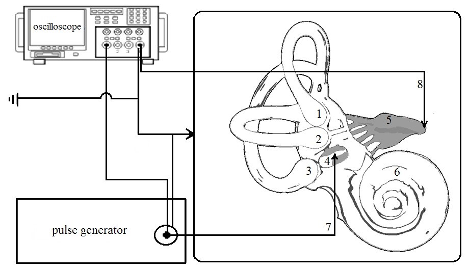 Scheme for measuring the amplitude-phase characteristics of a harmonic signal when current passes through the tissues of the vestibular organ. The numbers indicate the location of the stimulating electrodes in the ampullas of the semicircular canals: 1 – anterior; 2 – horizontal; 3 – posterior; 4 – near the otolith macules; 5 – recording electrode on the vestibular nerve