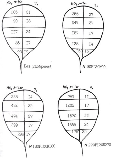 Влияние уровня азотного питания на распределение нитратов внутри корнеплода