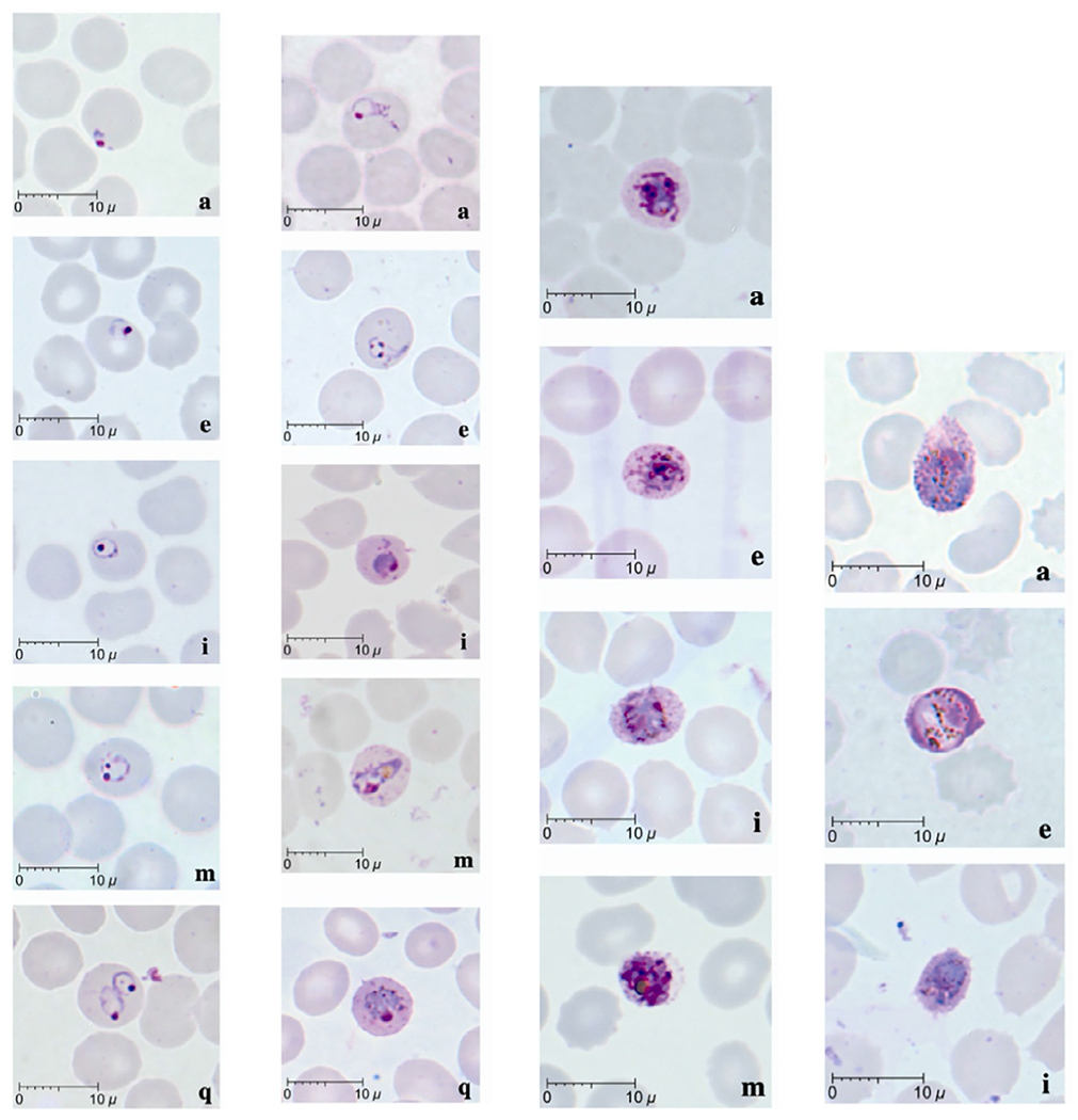 Морфология жизненных стадий P. knowlesi: 1 - ранние трофозоиты; 2 - поздние трофозоиты (в том числе лентовидные формы); 3 - шизонты; 4 - гаметоциты (а) макрогаметоцит, (е) микрогаметоцит, (i) молодой гаметоцит