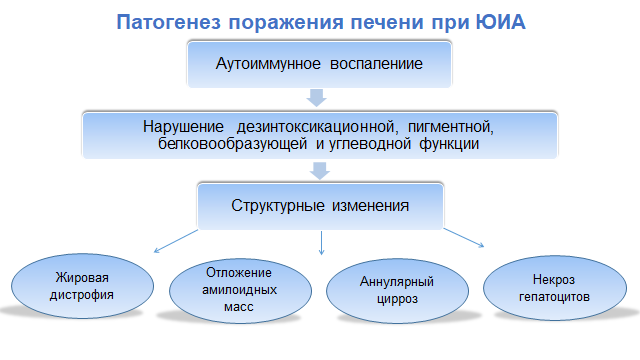 Патогенез поражения печени при ревматических заболеваниях