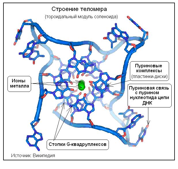 Участие ионов металлов в структуре молекулы ДНК