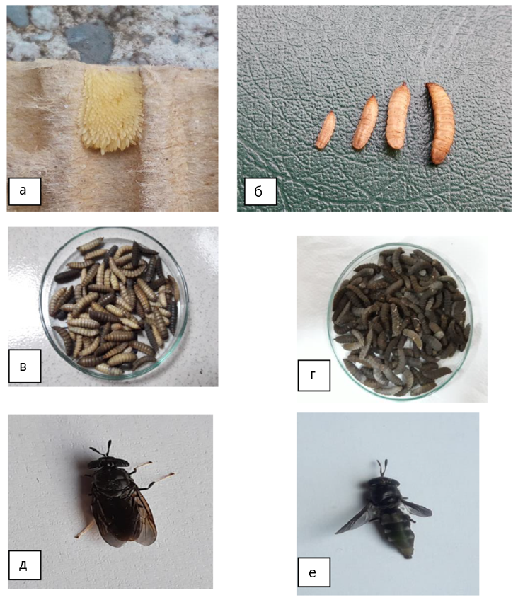 Различные стадии развития H. illucens: а - яйцо; б - личинки разного возраста; в - преппы; г - Куколка; д - самец; е - самка