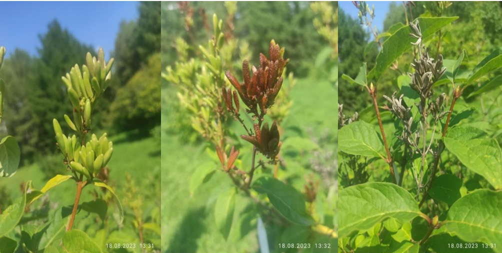 Семена сирени Звегинцова