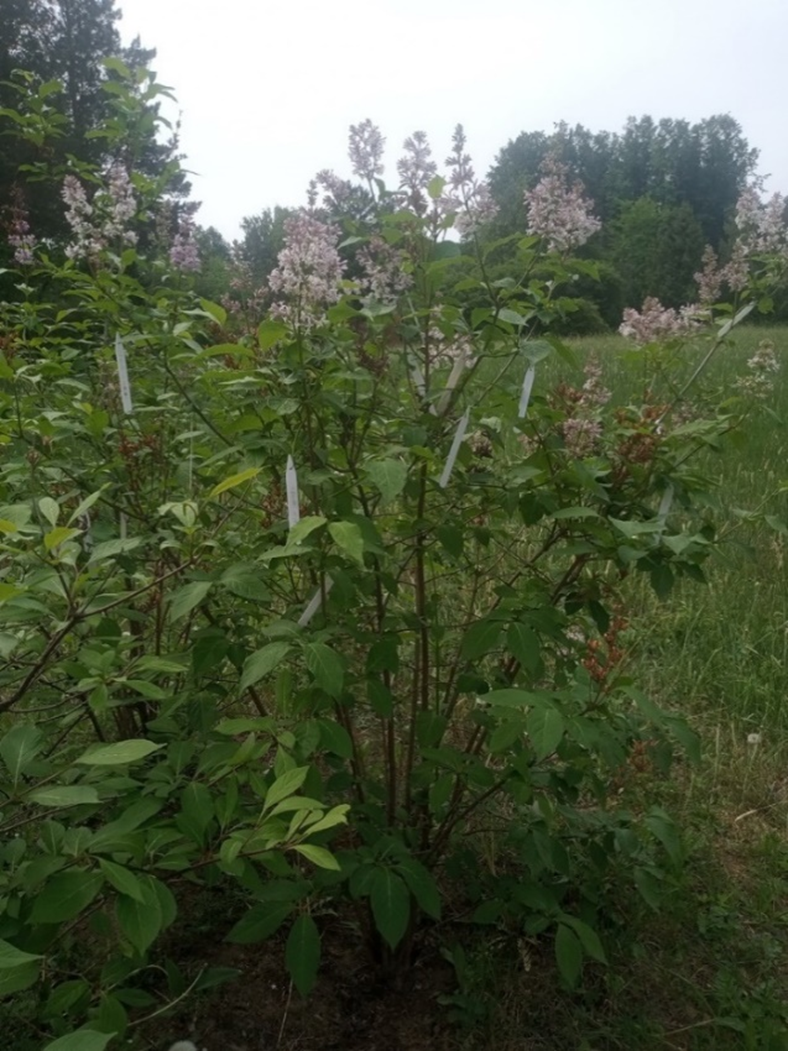 Начало цветения Syringa sweginzowii