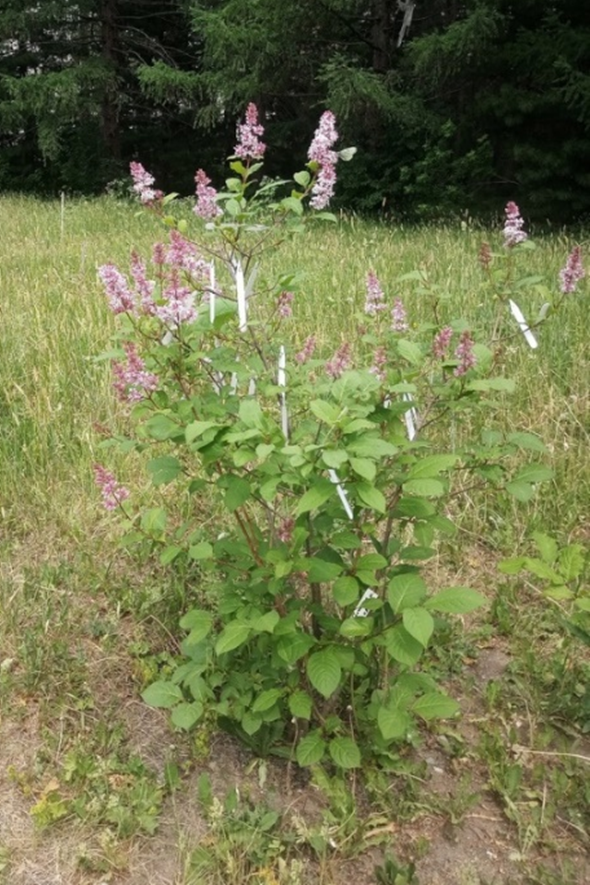  Цветение Syringa komarowii