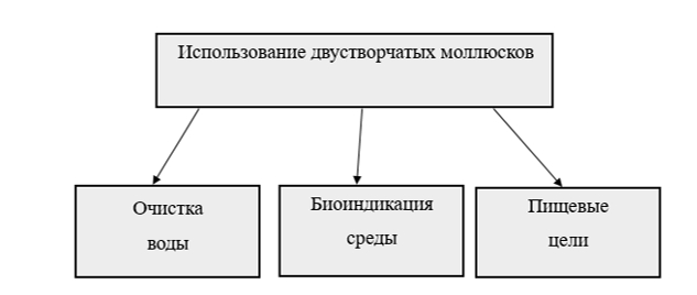 Основные направления использования моллюсков в аквабиотехнологиях