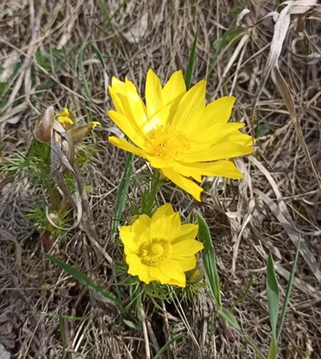 Adonis vernalis L. на территории национального парка «Сенгилеевские горы»