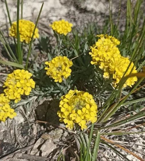 Alyssum lenense Adams на территории национального парка «Сенгилеевские горы»