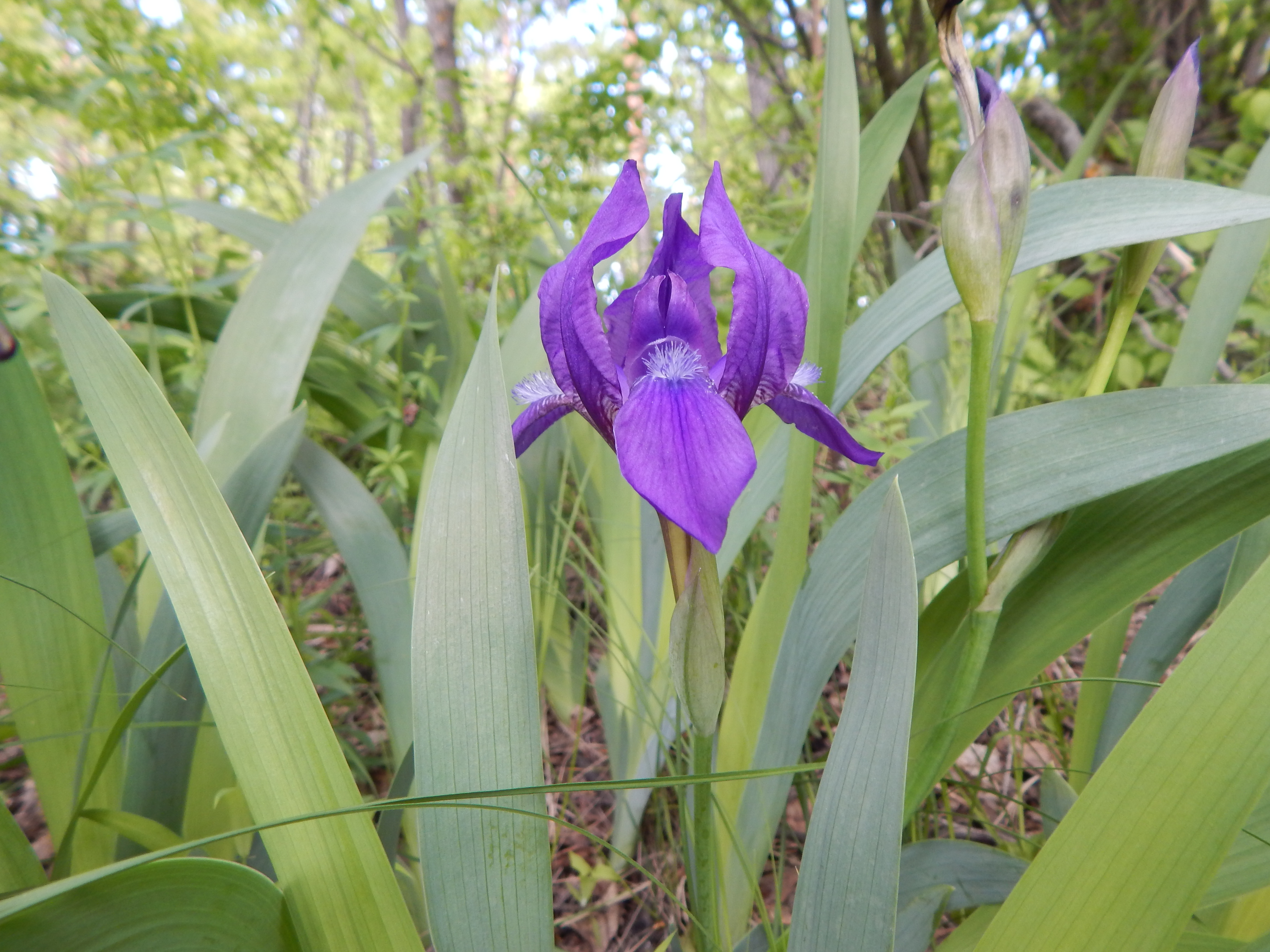 Iris aphylla L. на территории национального парка «Сенгилеевские горы»