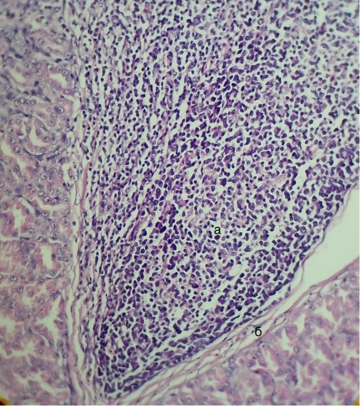 Железистый отдел желудка утки кросса Агидель, подслизистая основаа – лимфоидный узелок, б – плотные волокнистые структуры