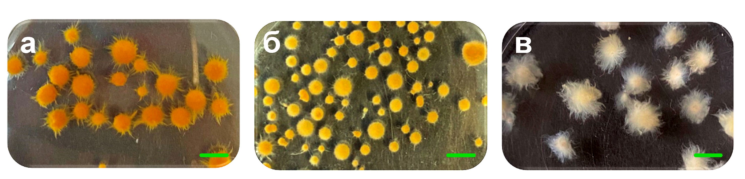 Морфология пеллет мицелия базидиомицета I. obliquus, полученных при погруженном культивировании гриба в питательных средах разного состава:а – PD; б – S; в – YM