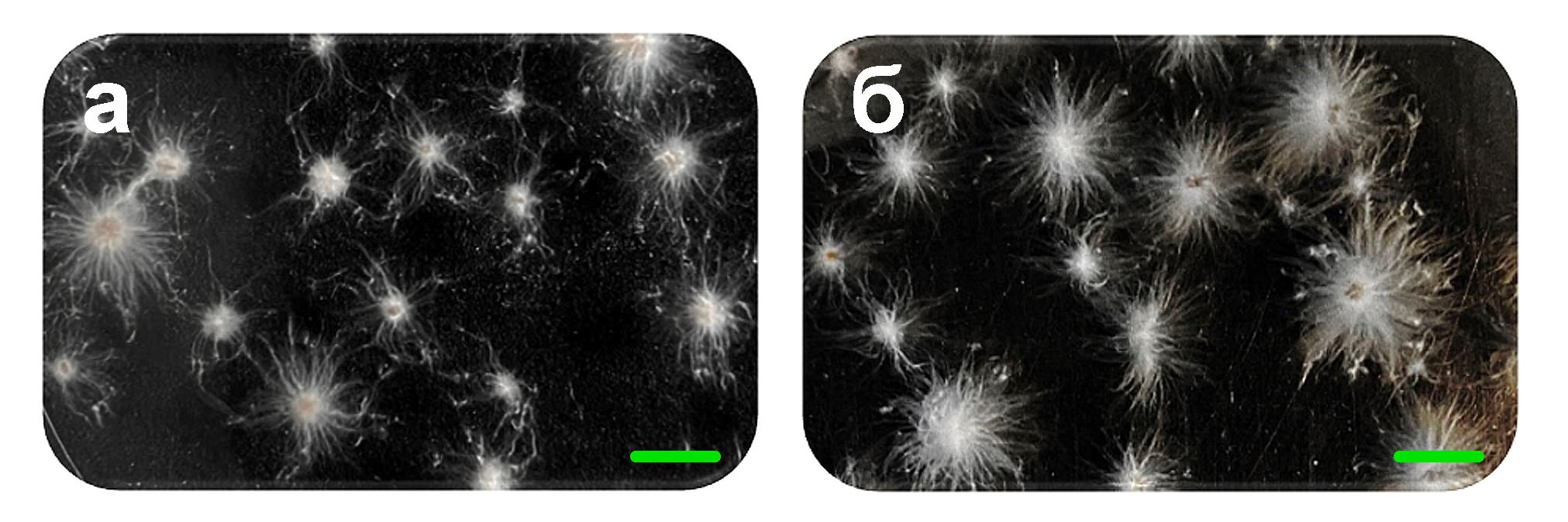 Морфология пеллет мицелия базидиомицета I. obliquus, полученных при глубинном культивировании гриба в разных питательных средах:а – PS; б – ME