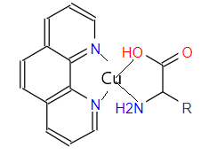 Возможная структура комплексных соединений меди с фенантролином и аминокислотами